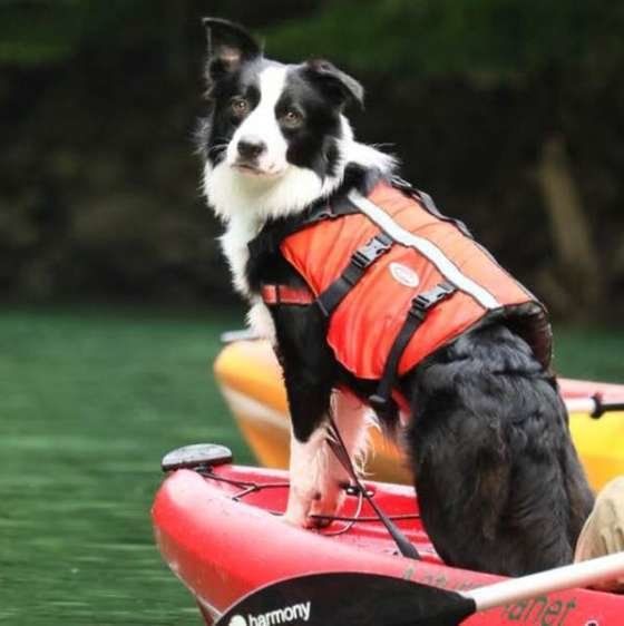 カヌーにのるボーダー・コリー