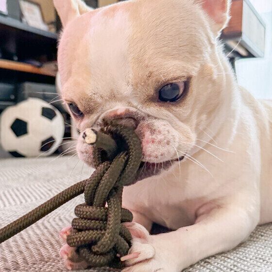 犬がおもちゃや食べ物をお気に入りの場所に運ぶのはなぜ？ 犬がモノを隠す・集める理由と心理 いぬのきもち