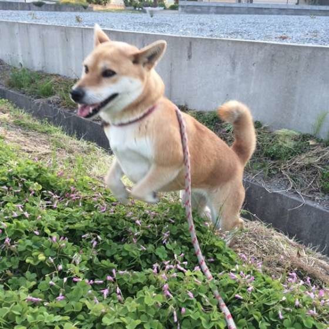 犬のしつけで おすわり が超重要って知ってた その理由は いぬのきもちweb Magazine 犬のしつけで おすわり が超重要って知ってた その理由は いぬのきもちweb Magazine
