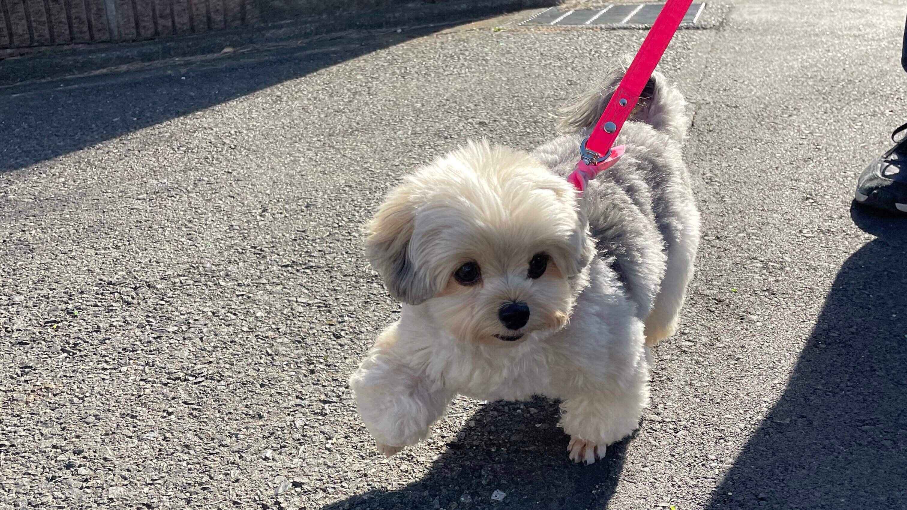 張り切って散歩するぽたちゃん