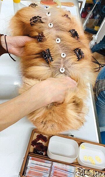 ひまわり動物病院では１～２カ月に１度、お灸の治療も行っています。皮膚への刺激が発毛を促す効果につながるそう