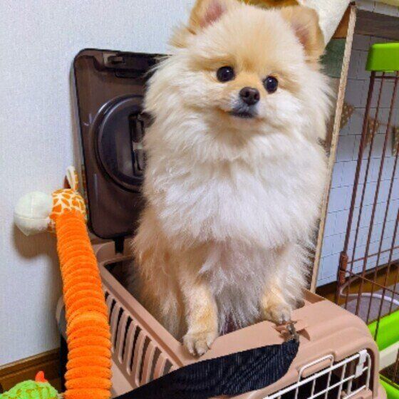 愛犬と楽しくお出かけするために 安心安全な車 電車移動のコツ いぬのきもちweb Magazine