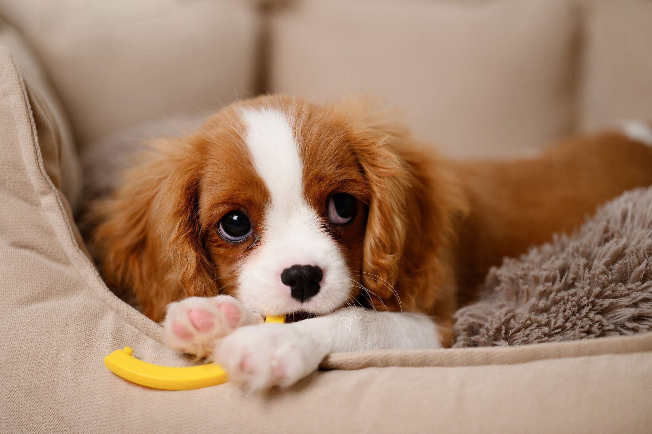 かわいい子犬