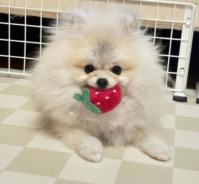 イチゴのおもちゃが好きなしらすちゃん