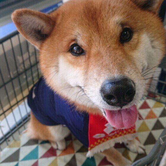 見つめる柴犬