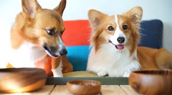 ちいくん、むうちゃん