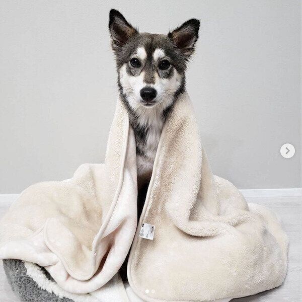 ブランケットにくるまるララちゃん