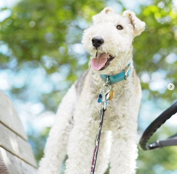 元保護犬・こっぺぱんちゃん
