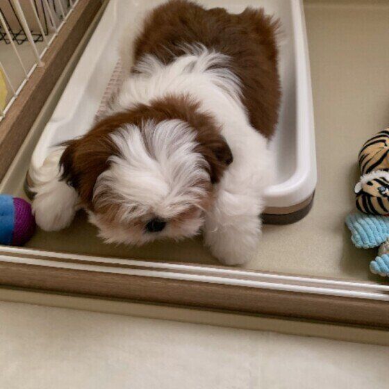 トイレの上にいるシー・ズー