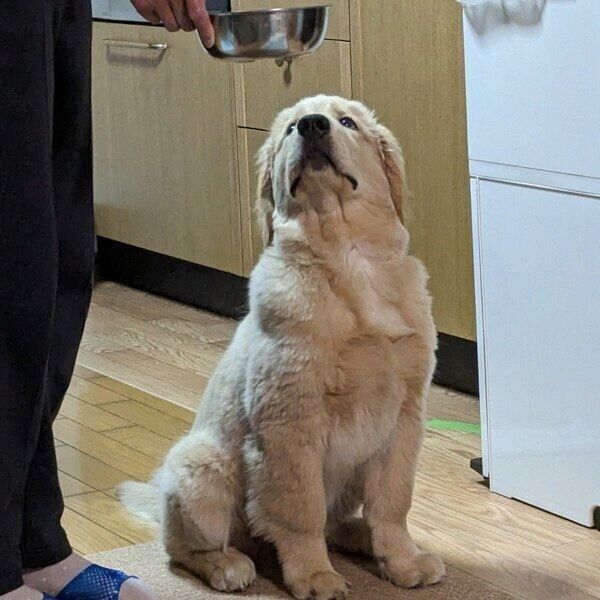 ヨーグルトの到着を待つポムくん