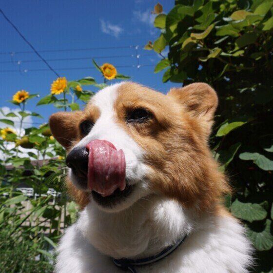 ベロを出す犬（ウェルシュ・コーギー・ペンブローク、メス）