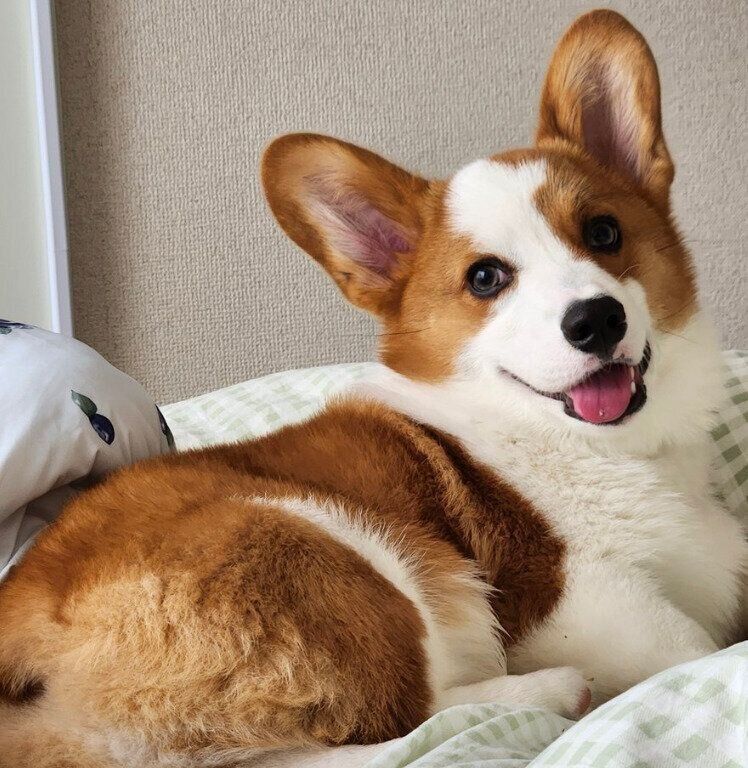 笑顔がかわいいうにくん