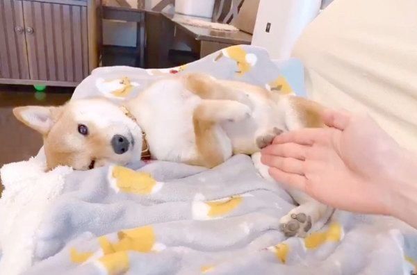 寝転がるりんご郎くん