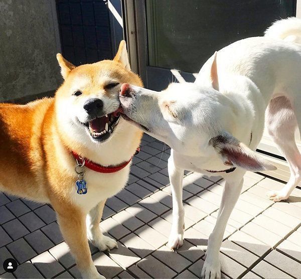 すずちゃんと先住犬のハルちゃん