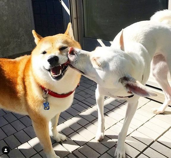 すずちゃんと先住犬のハルちゃん