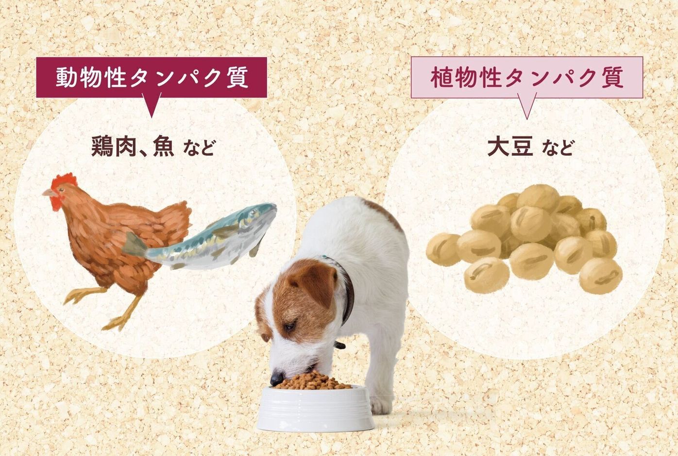 Pr クイズ 愛犬に必要なタンパク質はヒトの 倍だった 犬にとって欠かせない理由とは いぬのきもちweb Magazine Pr クイズ 愛犬に必要なタンパク質はヒトの 倍だった 犬にとって欠かせない理由とは いぬのきもちweb Magazine