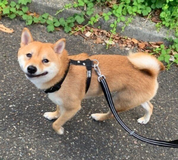 ウンチを拾う飼い主さんに困惑の表情のろくくん
