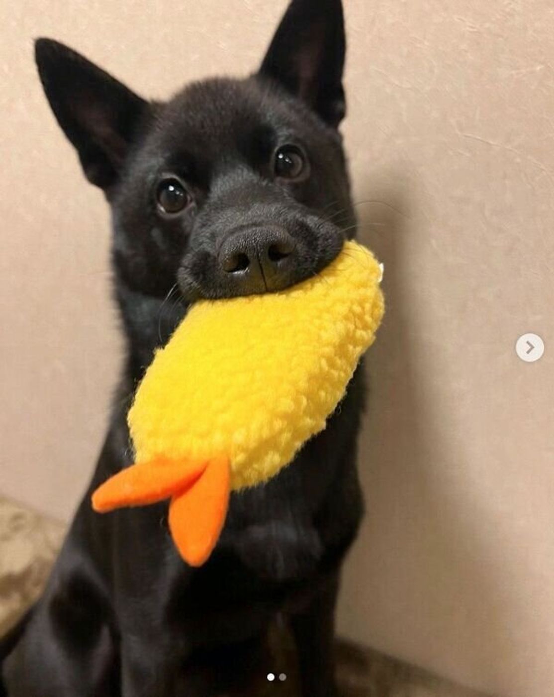 エビフライ愛 が強い生後3カ月の甲斐犬 成長しても 大好き が止まらない姿が可愛い いぬのきもちweb Magazine エビフライ愛 が強い生後3カ月の甲斐犬 成長しても 大好き が止まらない姿が可愛い いぬのきもちweb Magazine