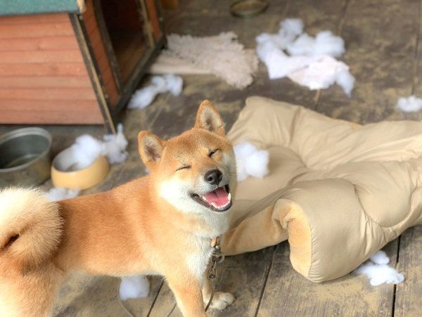 イタズラ後に笑顔を見せるそらくん