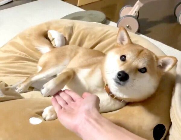 見つめるりんご郎くん