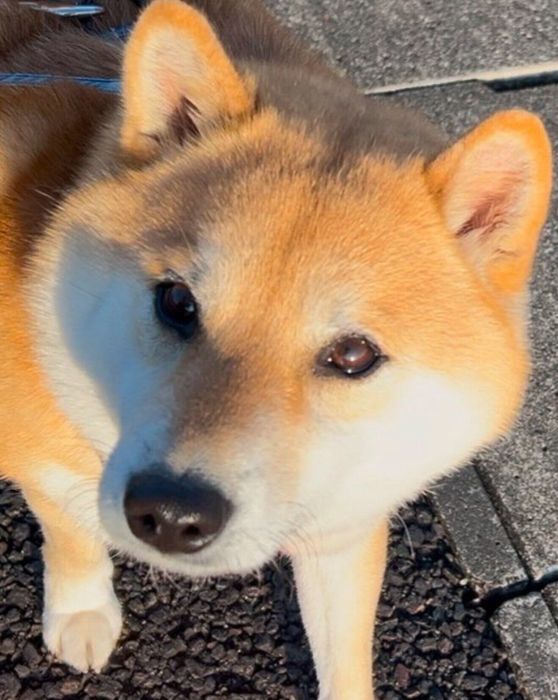 飼い主さんを見つめるふう太くん