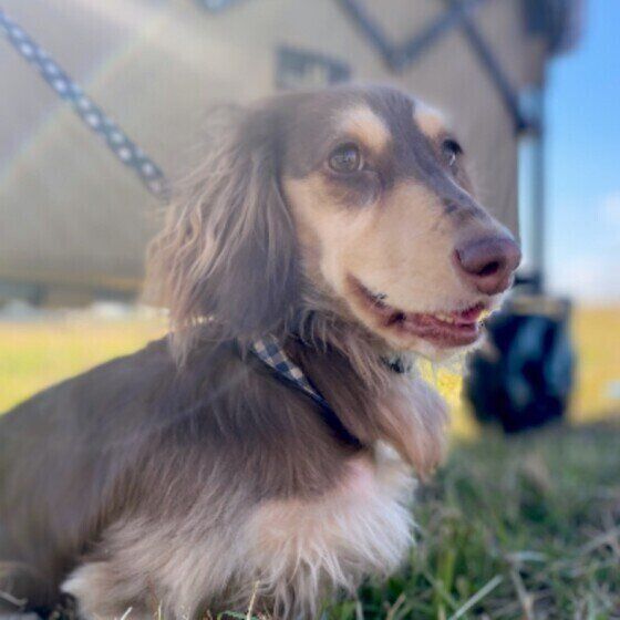 これだけは外せない！  愛犬の暑さ対策とは？ いぬのきもち