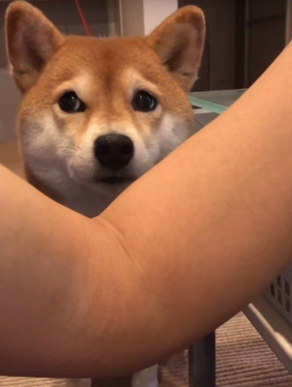 あごのせを迷うワンコ