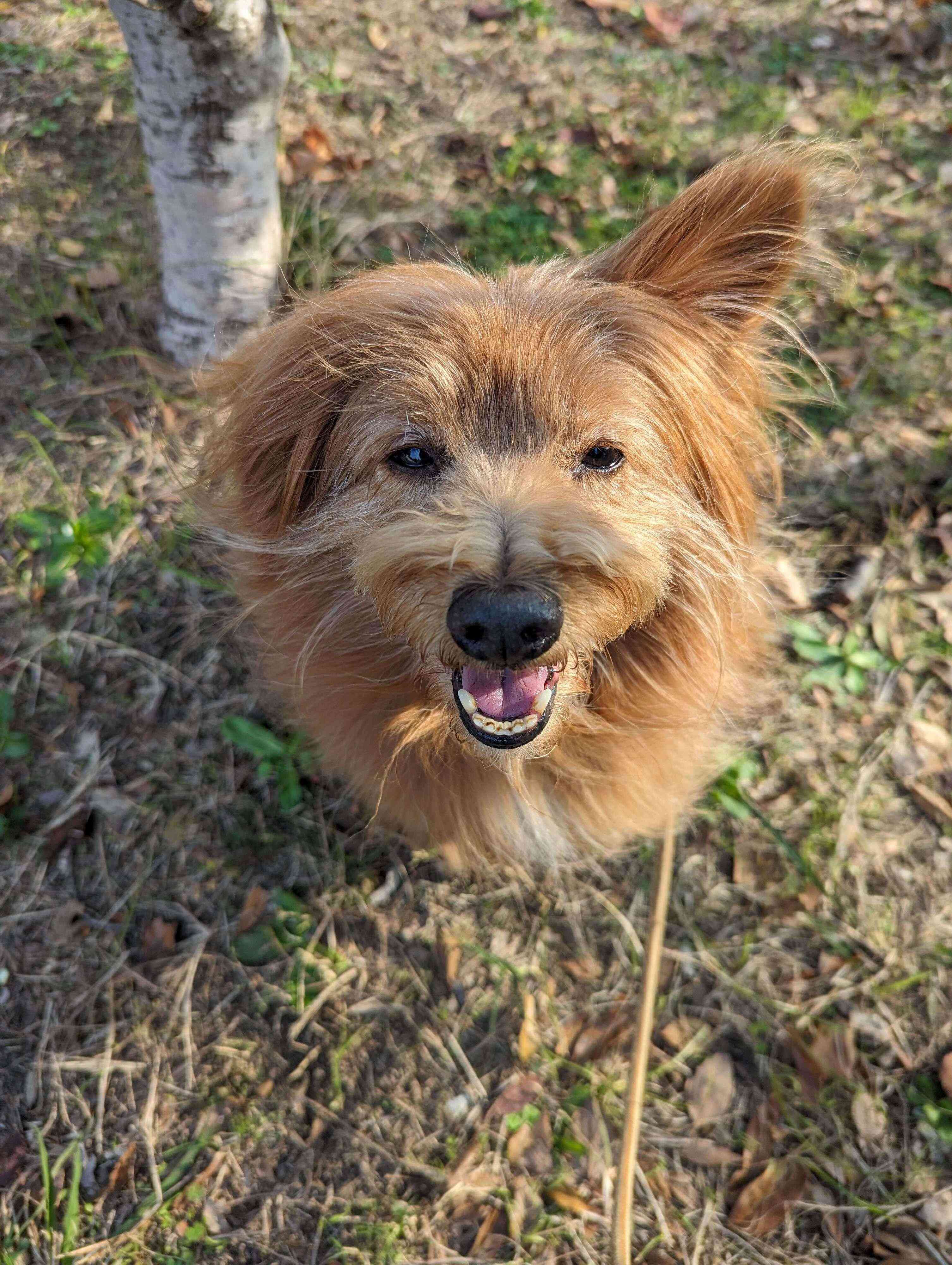 眩しそうな笑顔の犬