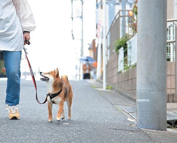お散歩中の犬