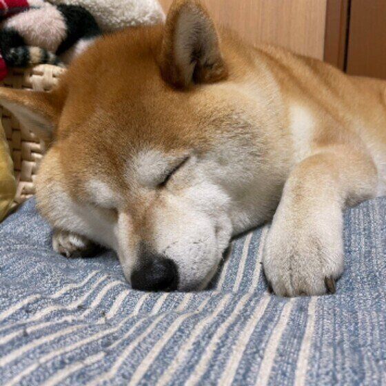 柴のコタローくん