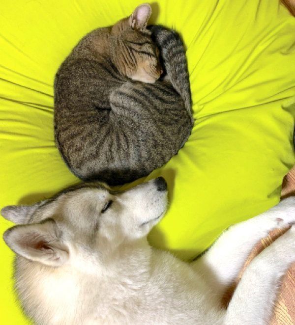 寄り添って眠るユキちゃんとフウちゃん