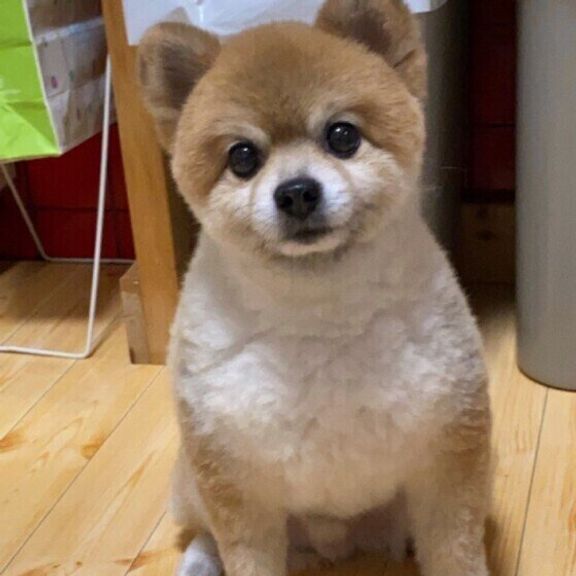 見つめるポメラニアン