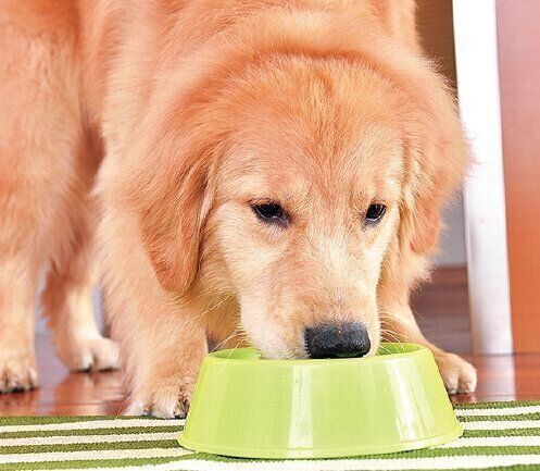 １日のゴハンの回数を増やすことで、ゴハンへの期待感を減らします