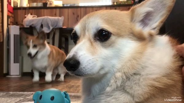 冷静なコーギー