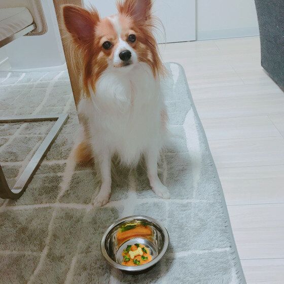 疲労回復に効果あり?かぼちゃを犬に与える際の注意点