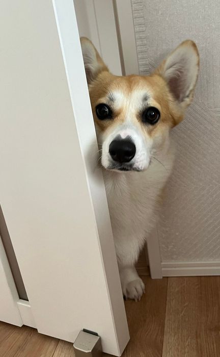 ドアの隙間からのぞくぷーちゃん