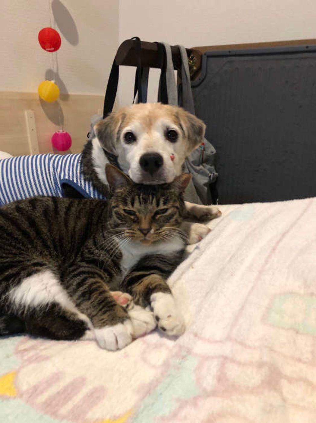 男女別調査 犬好き 猫好きの性格の違いとライフスタイルの傾向 いぬのきもちweb Magazine 男女別調査 犬好き 猫好きの性格の違いとライフスタイルの傾向 いぬのきもちweb Magazine