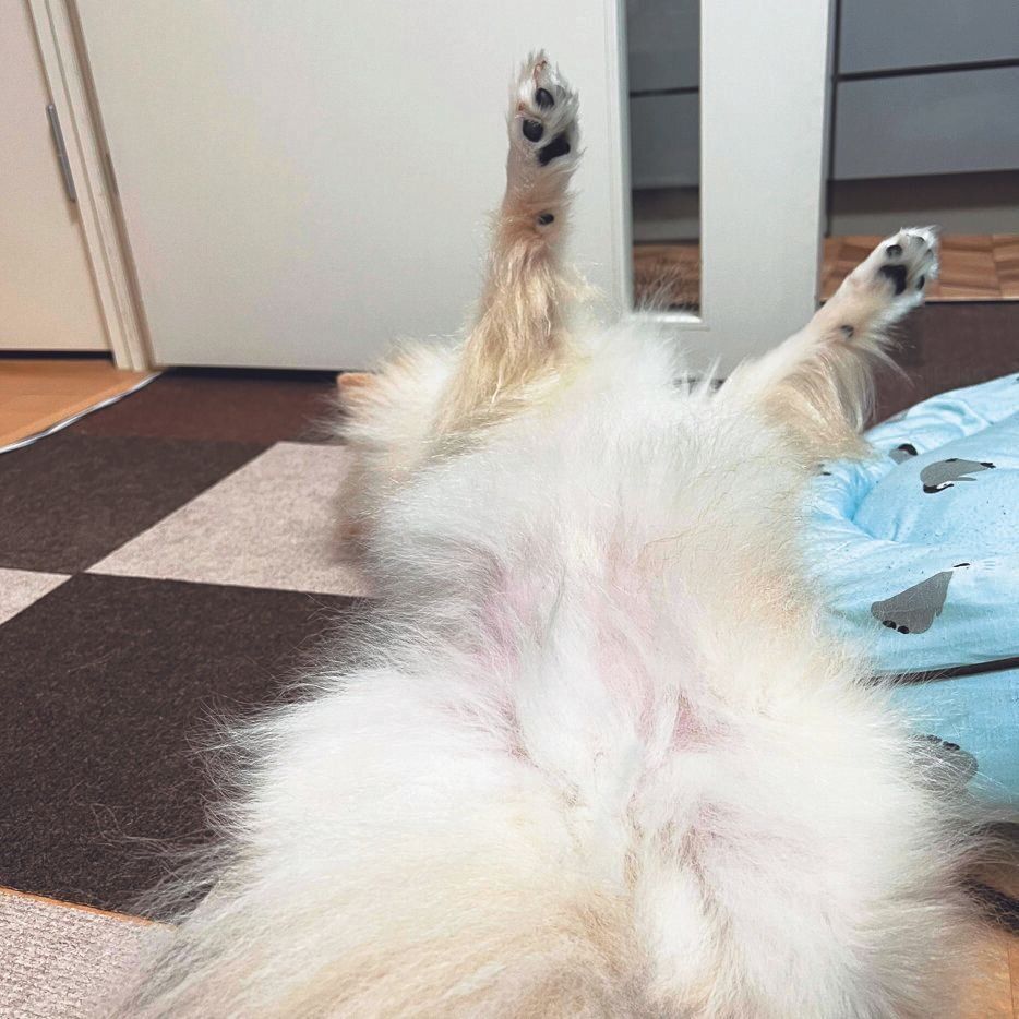 もこくん（オス・５才／ 5.4㎏／ポメラニアン）