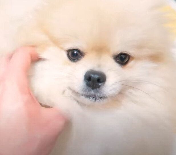 至福の表情を浮かべるモチちゃん