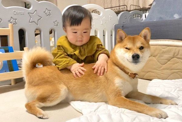 妹ちゃんにモフモフされるりんご郎くん