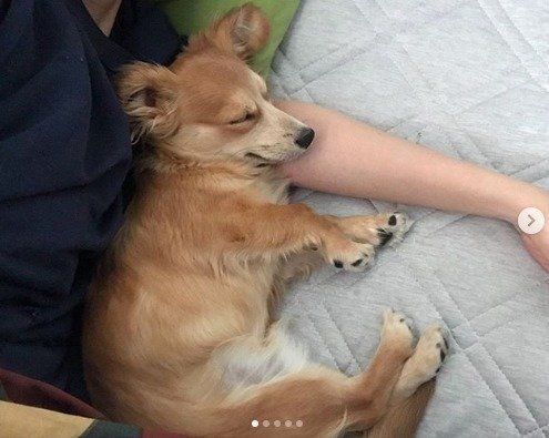 腕枕で寝るチワックス