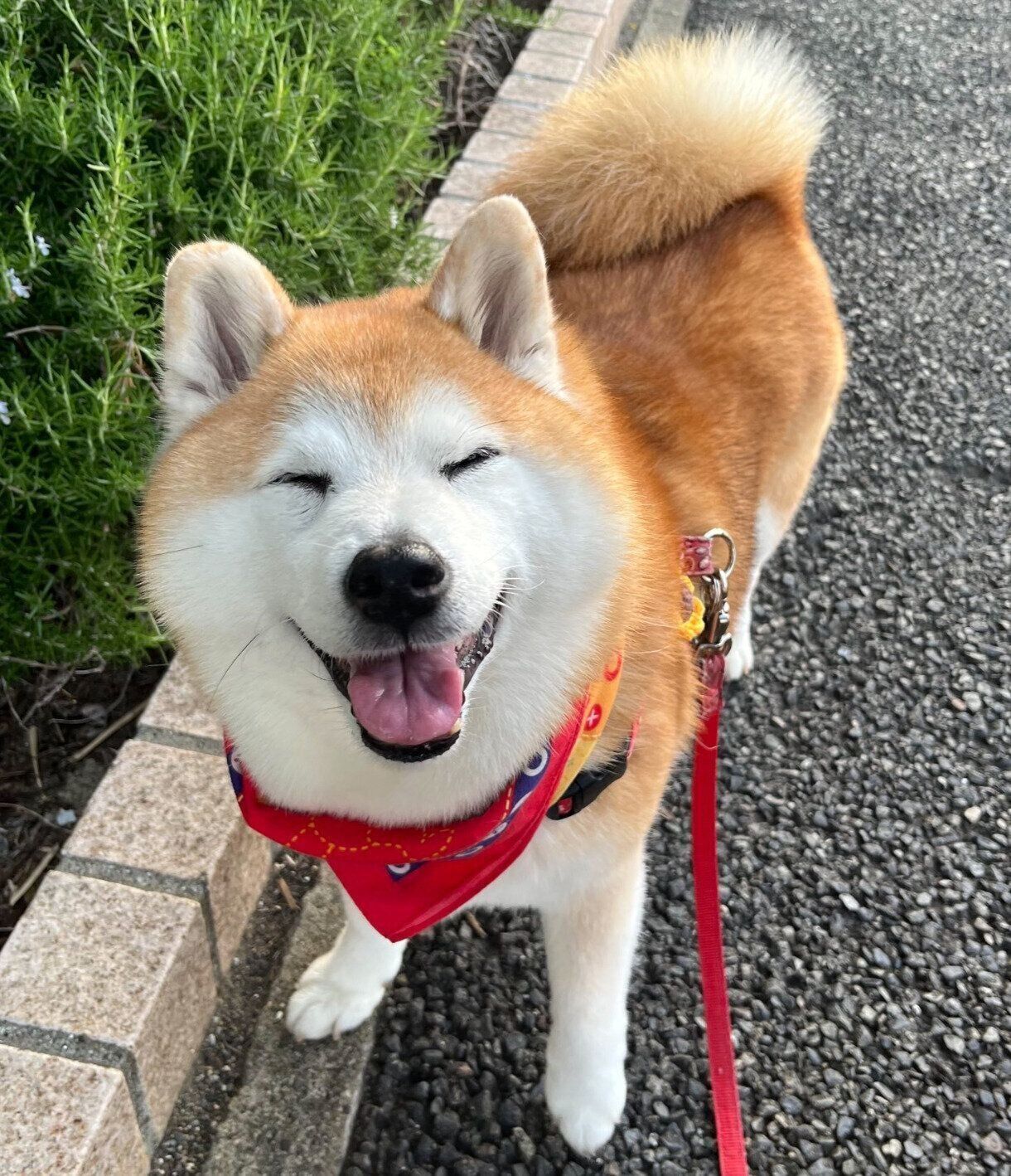 散歩中にニコニコ顔になるまるちゃん