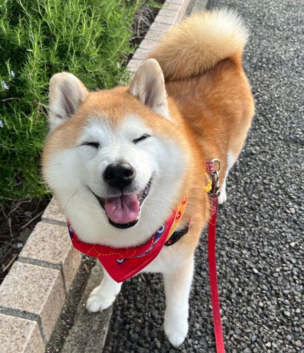 散歩中にニコニコ顔になるまるちゃん