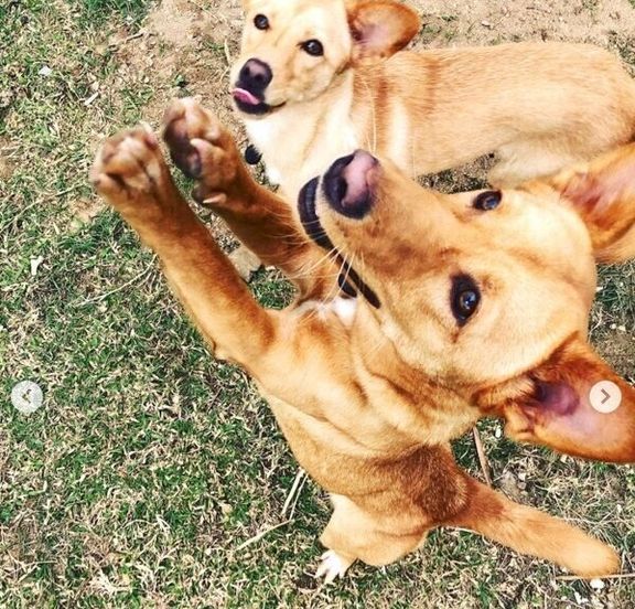 遊ぶむぎちゃんとおこめちゃん