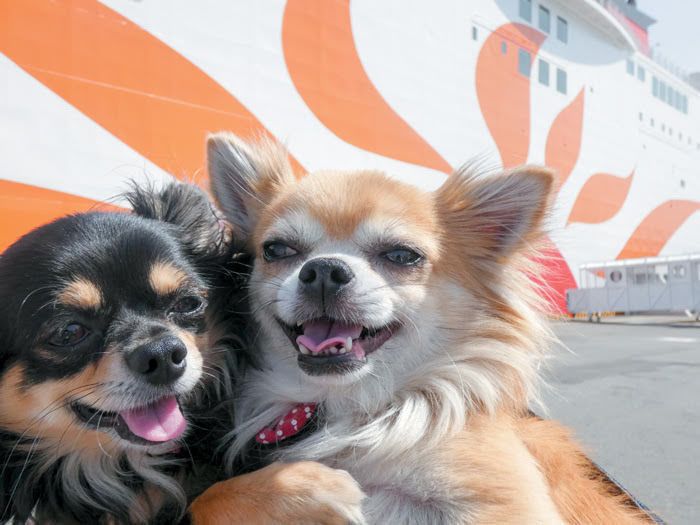 フェリーさんふらわあ提供