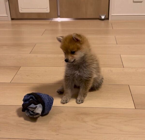 靴下で遊んでいたチロルちゃん