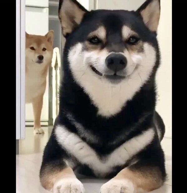 笑うゆずちゃんと、見つめるはなちゃん