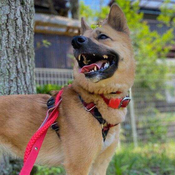 Mix（中型犬）の茶豆ちゃん♪