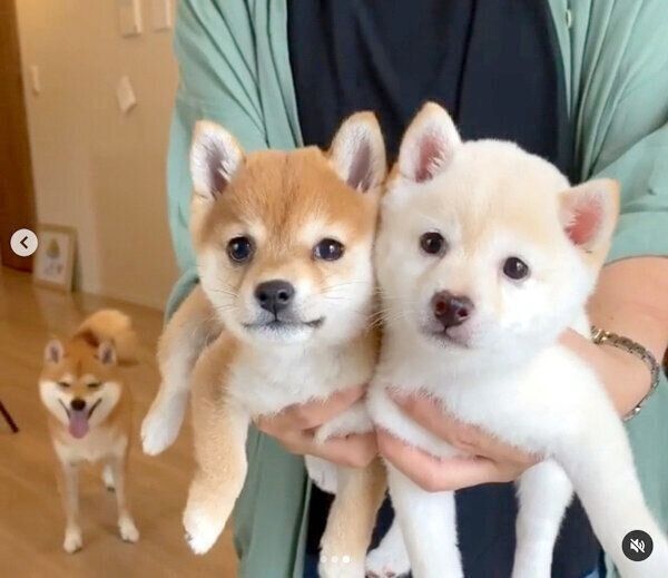 姉妹犬のモッチーと再会したたまちゃんと、見守るにこちゃん
