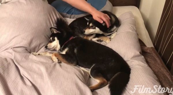 飼い主さんのベッドを占領する柴犬